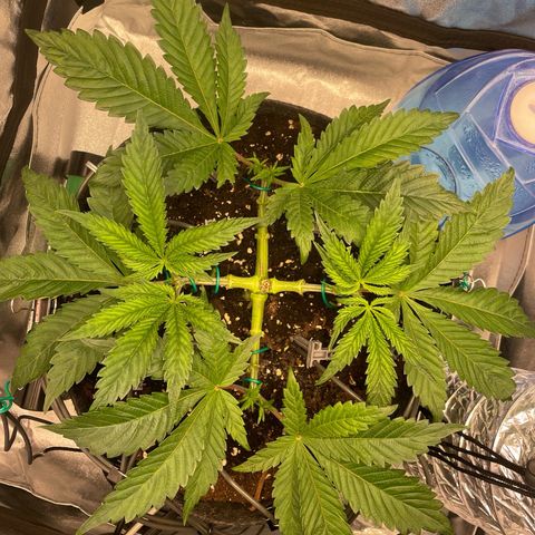 Gelato growlog photo: 4-->8 branches