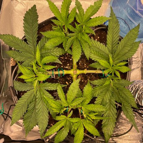 Gelato growlog timeline photo