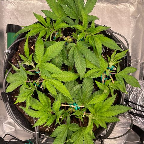 Gelato growlog timeline photo