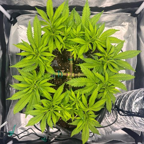 Gelato growlog timeline photo