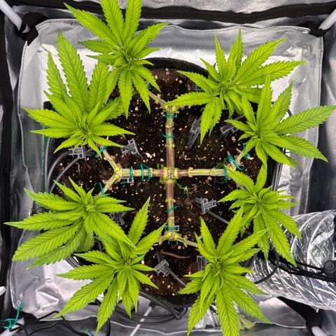 Gelato growlog timeline photo