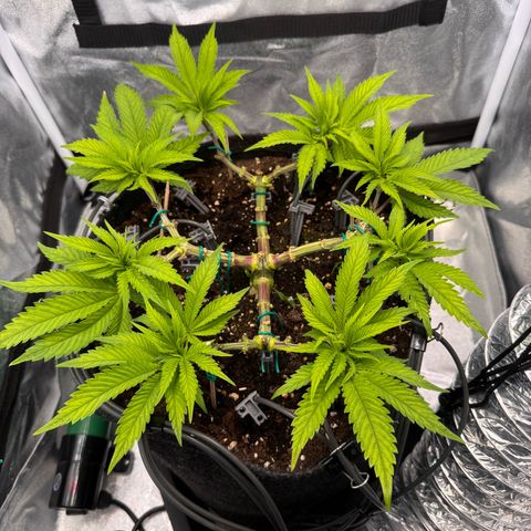 Gelato growlog timeline photo