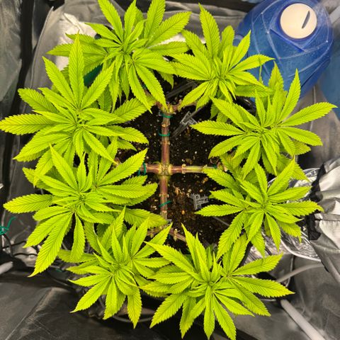 Gelato growlog timeline photo