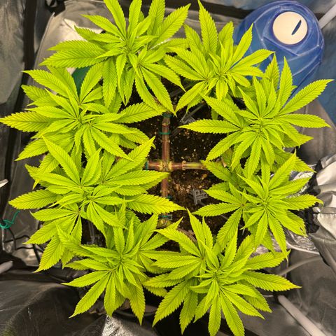 Gelato growlog timeline photo