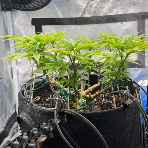 Gelato growlog timeline photo