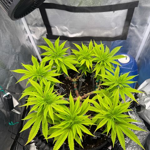 Gelato growlog timeline photo