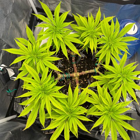 Gelato growlog timeline photo