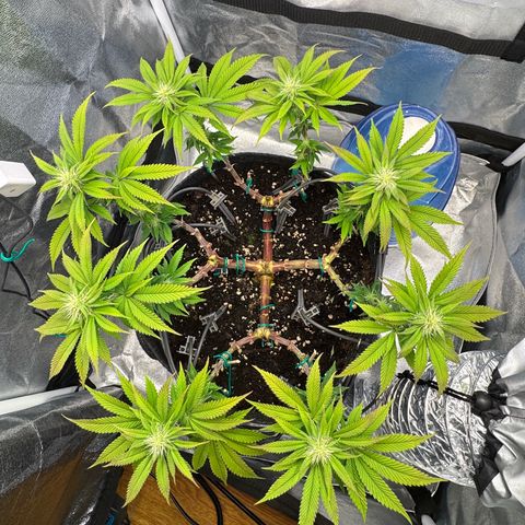 Gelato growlog timeline photo
