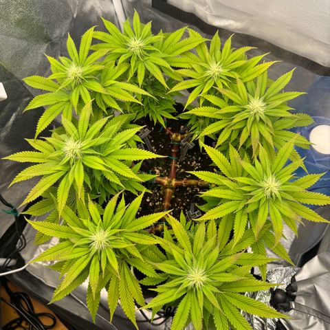 Gelato growlog timeline photo