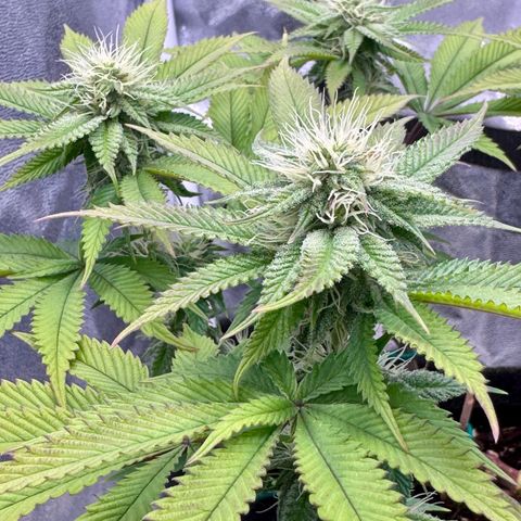 Gelato growlog timeline photo
