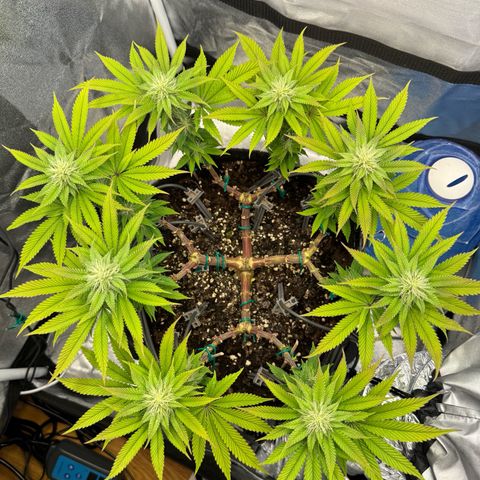 Gelato growlog timeline photo