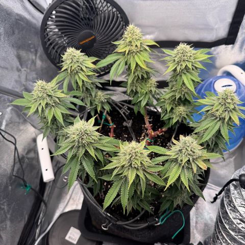 Gelato growlog timeline photo