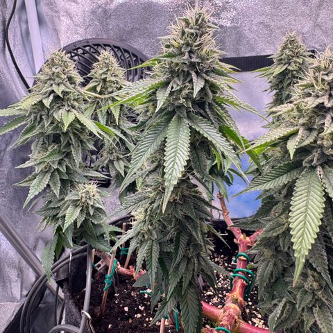 Gelato growlog timeline photo