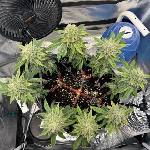 Gelato growlog timeline photo