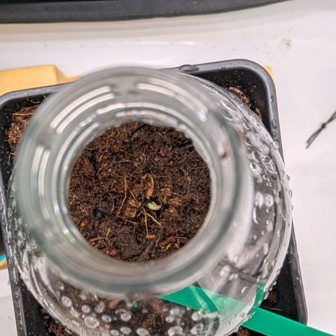Hulk 🧟‍♀️ growlog timeline photo
