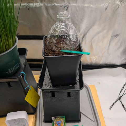 Hulk 🧟‍♀️ growlog timeline photo