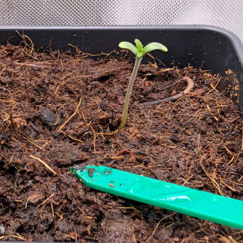 Hulk 🧟‍♀️ growlog timeline photo