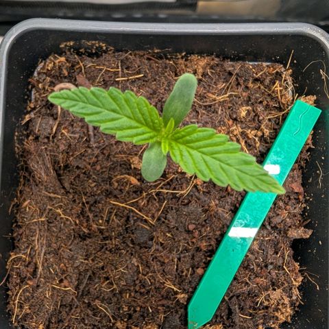Hulk 🧟‍♀️ growlog timeline photo