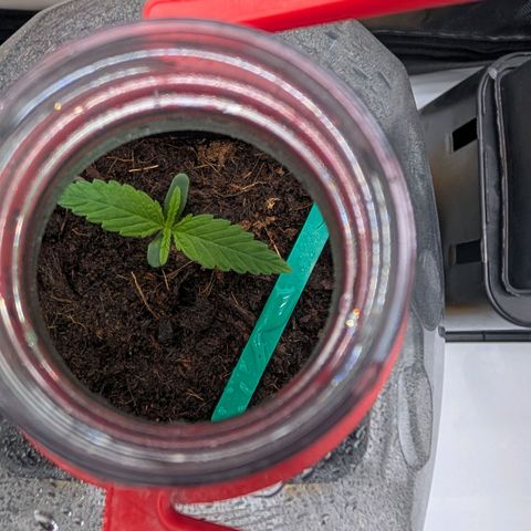 Hulk 🧟‍♀️ growlog timeline photo