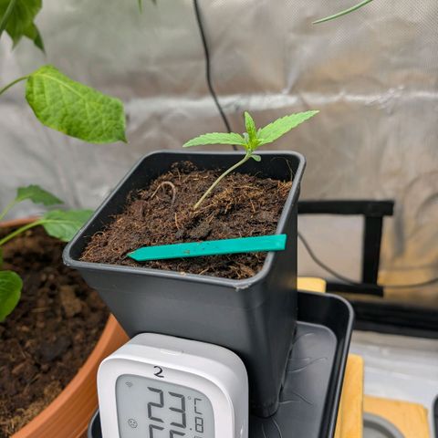 Hulk 🧟‍♀️ growlog photo: Betrunken? Wächst seitlich 🤔