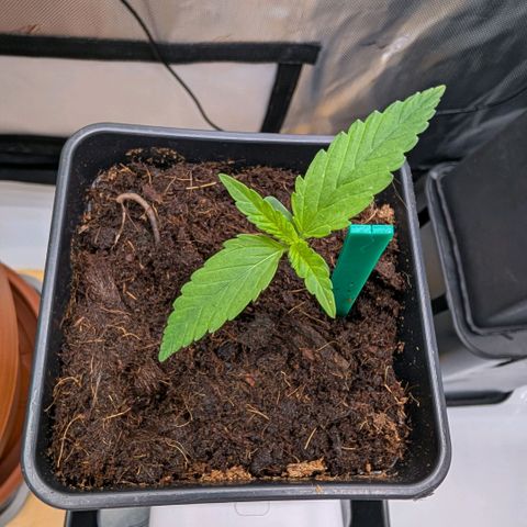 Hulk 🧟‍♀️ growlog timeline photo