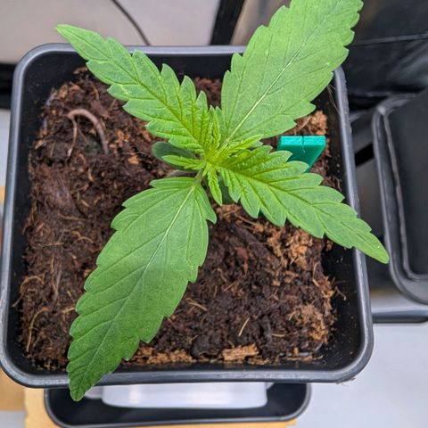 Hulk 🧟‍♀️ growlog timeline photo