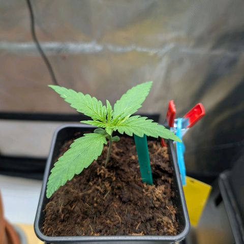Hulk 🧟‍♀️ growlog timeline photo