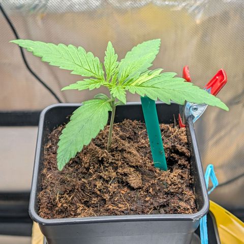 Hulk 🧟‍♀️ growlog timeline photo