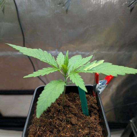 Hulk 🧟‍♀️ growlog timeline photo