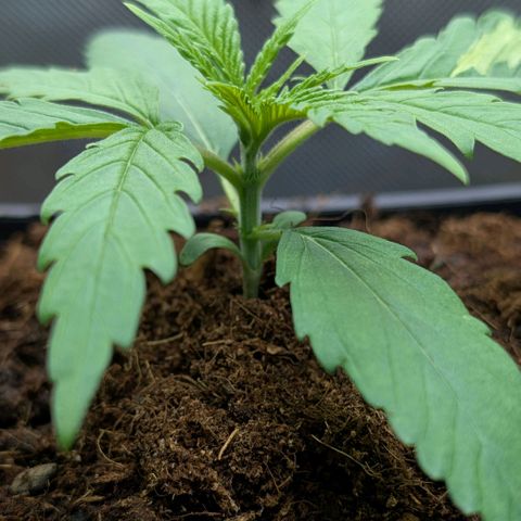 Hulk 🧟‍♀️ growlog timeline photo