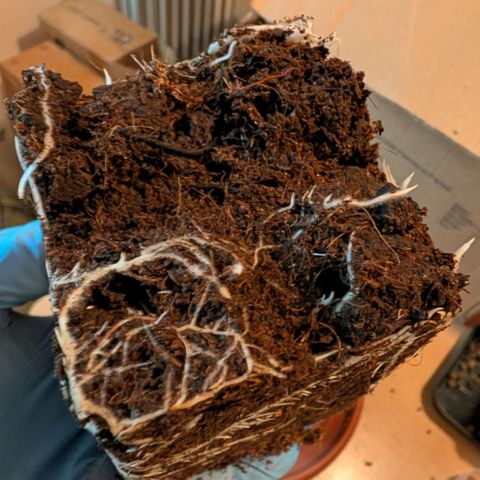 Hulk 🧟‍♀️ growlog timeline photo