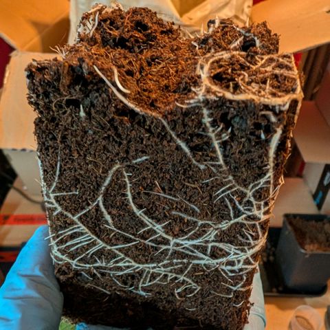 Hulk 🧟‍♀️ growlog timeline photo