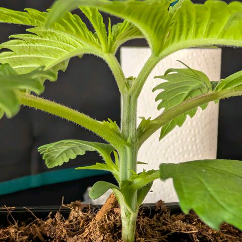 Hulk 🧟‍♀️ growlog timeline photo