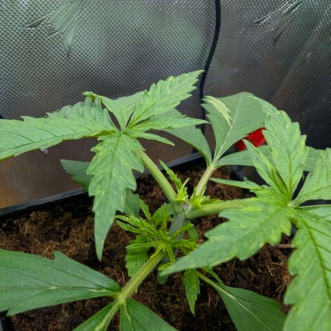 Hulk 🧟‍♀️ growlog timeline photo