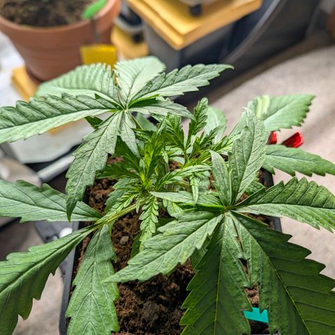 Hulk 🧟‍♀️ growlog timeline photo