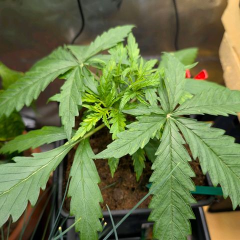 Hulk 🧟‍♀️ growlog timeline photo