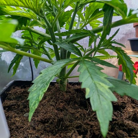 Hulk 🧟‍♀️ growlog timeline photo