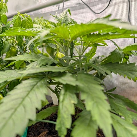 Hulk 🧟‍♀️ growlog timeline photo