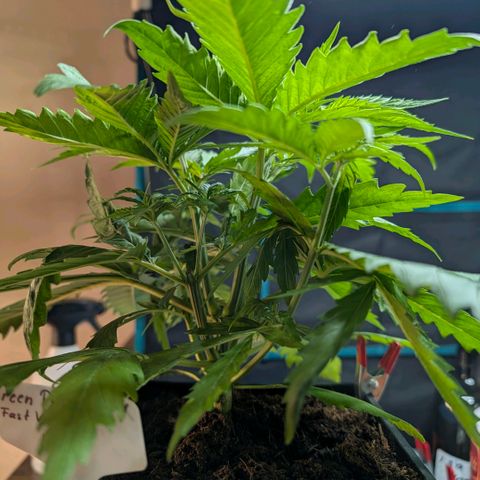 Hulk 🧟‍♀️ growlog timeline photo