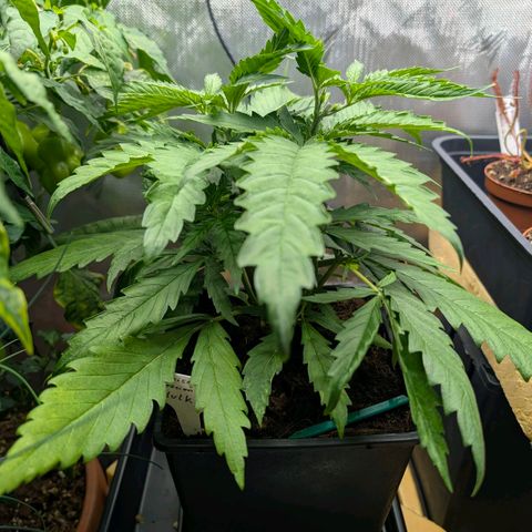 Hulk 🧟‍♀️ growlog timeline photo