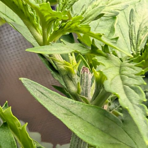 Hulk 🧟‍♀️ growlog timeline photo