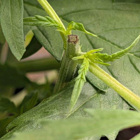 Hulk 🧟‍♀️ growlog timeline photo
