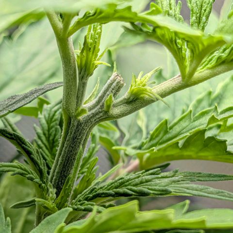 Hulk 🧟‍♀️ growlog timeline photo