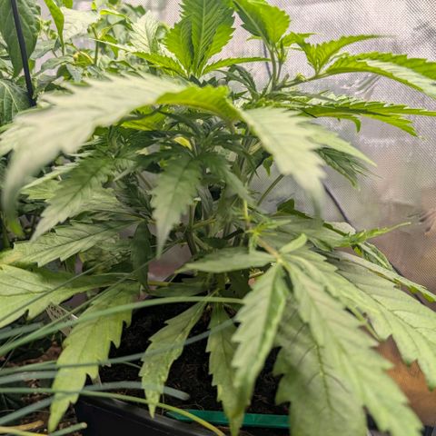 Hulk 🧟‍♀️ growlog timeline photo