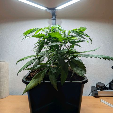 Hulk 🧟‍♀️ growlog timeline photo