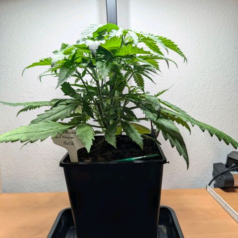 Hulk 🧟‍♀️ growlog timeline photo