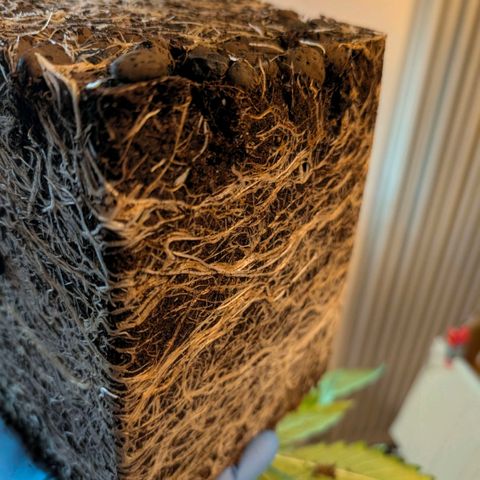 Hulk 🧟‍♀️ growlog timeline photo