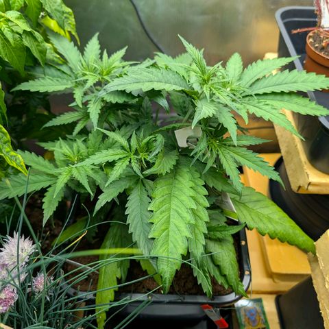 Hulk 🧟‍♀️ growlog timeline photo
