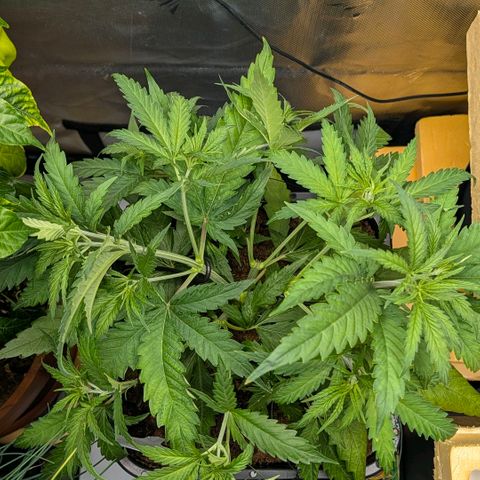 Hulk 🧟‍♀️ growlog timeline photo