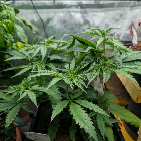 Hulk 🧟‍♀️ growlog timeline photo